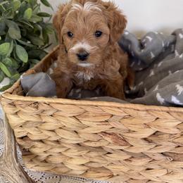 Boy 3 - male Goldendoodle puppy in Lehi, Utah from Riley's Red Doodles