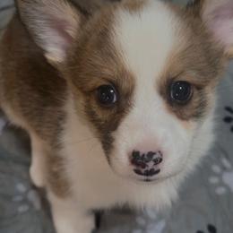 Girl 1 - Sable and white female American Corgi puppy in Castle Rock, Washington from R and b corgis and farm