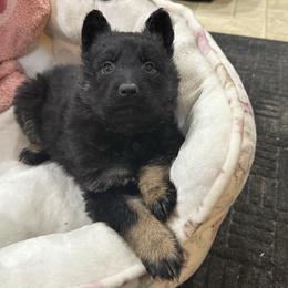 2nd pick black and tan female - Black and tan female German Shepherd puppy in Berlin, Wisconsin from Gypsy Miracle Kennels