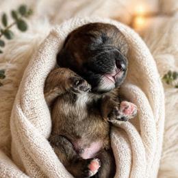Pluto - Salt and pepper male Miniature Schnauzer puppy in Magalia, California from NorCal Schnauzers