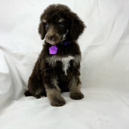 Skye - Phantom Poodle puppy in Grand Prairie, Texas from Dallas Paw Connect