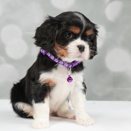 Cavalier King Charles Spaniel Puppies from Royalheart Cavalier King Charles