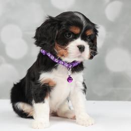Cavalier King Charles Spaniel Puppies from Royalheart Cavalier King Charles
