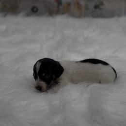 Black and Tan Piebald Smooth Girl - Piebald female Dachshund puppy in Killeen, Texas from Southern Dachshunds