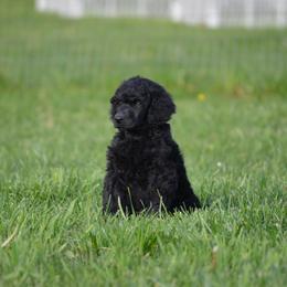 Poodle Puppies from D and D Standard Poodles