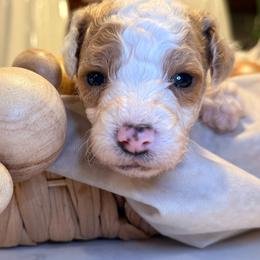 Author - Parti male Goldendoodle puppy in Saint Louis, Missouri from Jax Doodles