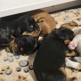 Cavalier King Charles Spaniels from Roger Jones