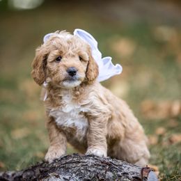 Snowflake - Apricot Goldendoodle puppy in Centerville, Utah from Dean Doodles
