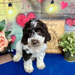 Blue - Chocolate Australian Labradoodle puppy in Jefferson/Salem, Oregon from Freedom Labradoodles