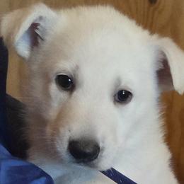 Blue - White male German Shepherd puppy in Tonopah, Nevada from Mercy's White Shepherds