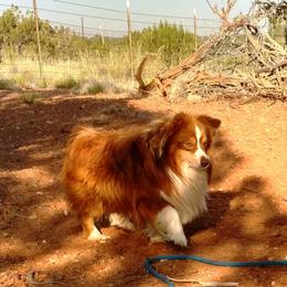 Joey - Toy Australian Shepherd