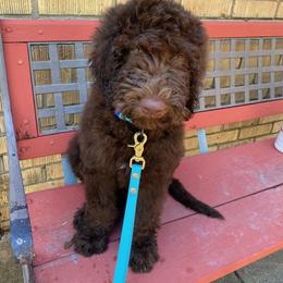 Labradoodle and Poodle Puppies from Dotsie's Doodles