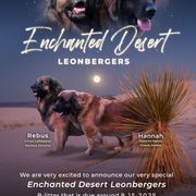Leonberger puppies from Enchanted Desert