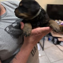 Rottweiler Puppies from Von Locher Rotties