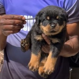 Blue Male - Black and mahogany male Rottweiler puppy in Brandenburg, Kentucky from Boss Rottweiler Haus