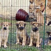 Chinook Puppies from Mystique Pond Chinooks