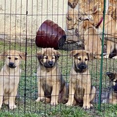 Chinook Puppies from Mystique Pond Chinooks