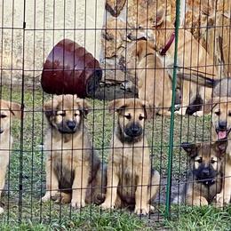 Chinook Puppies from Mystique Pond Chinooks