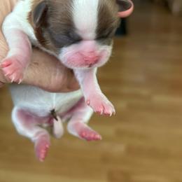 Girl 4 - Tricolor female Shih Tzu puppy in Clifton Springs, New York from Whispering Winds Charmed Hollow