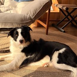 Becca - Black and white female Border Collie puppy in Richmond, Maine from Lil Maine Border Collies