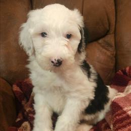 Peggy - Black and white female Sheepadoodle puppy in Farley, Iowa from Iowa's Doodle Co.