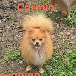 Carmin - Pomeranian