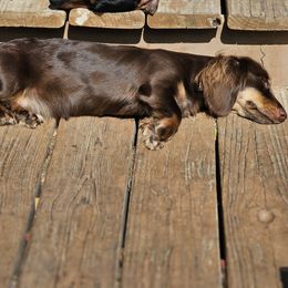 Rosie - Dachshund