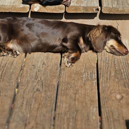 Rosie - Dachshund