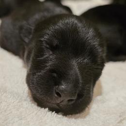 Male5 - Black male Scottish Terrier puppy in Conroe, Texas from Scotch McLaren Terriers