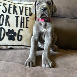 Bacon - Blue female Great Dane puppy in Sac City, Iowa from Northern Great Danes of Colorado & Iowa