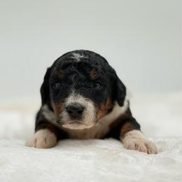 Apple Jack - Tri-color female Bernedoodle puppy in Clermont, Florida from Shadow Bernedoodles & Dog Training