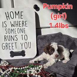 Pumkin - Parti female Poodle puppy in Taylors, South Carolina from Sosebees toy & mini poodles
