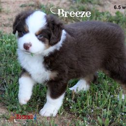 Miniature American Shepherd Puppies from Rocking J Miniature American Shepherds