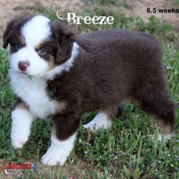 Miniature American Shepherd Puppies from Rocking J Miniature American Shepherds