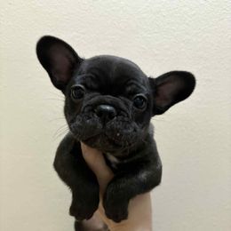 Thing - Brindle male French Bulldog puppy in Cabool, Missouri from Shannon French Bulldogs