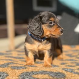 Blue Collar Longhair - Black and tan male Dachshund puppy in Cottonwood, California from Circle C Farm