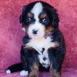 Purple Collar Girl - Black rust and white female Bernese Mountain Dog puppy in Bristol, Tennessee from Holston Hollow Farm
