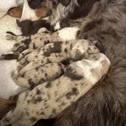 Boy 3 - Red merle male Australian Shepherd puppy in Ramona, California from Blue Moon Aussies