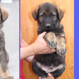 Boy 1 - German Shepherd puppy in Washington from Von Zobel Haus Kennels