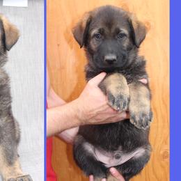 Boy 1 - German Shepherd puppy in Washington from Von Zobel Haus Kennels