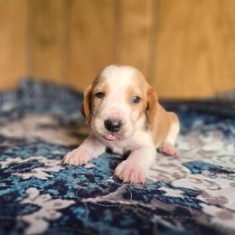 Sneezy - Red and white male Basset Hound puppy in Valley, Washington from Enchanted Valley Paws