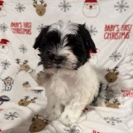 Snoopy - Black and white male Havanese puppy in Englewood, New Jersey from Happy Havanese NJ