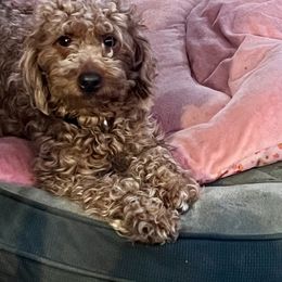 Rosie - Goldendoodle