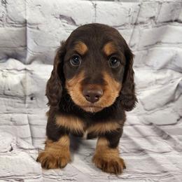 Peter (black collar) - Chocolate and tan male Dachshund puppy in Anaconda, Montana from Williams Family Dachshunds