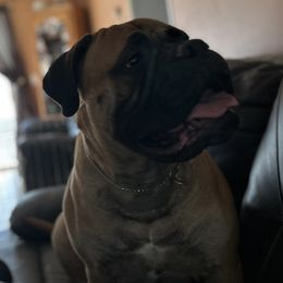 Bullmastiff Puppies from Curnwood’s Bullmastiff’s