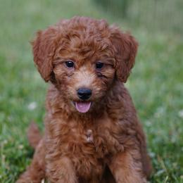 Trooper - Red  male Goldendoodle puppy in Augusta, West Virginia from Creation Goldedoodles