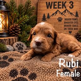 Rubi - Red female Australian Labradoodle puppy in Eastover, North Carolina from Joyful Hearts Australian Labradoodles