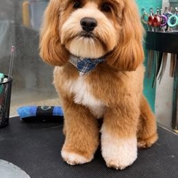 Maxie - Cavapoo