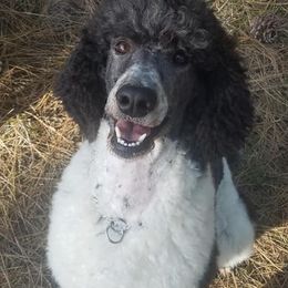 Poodles from Nothing better than Standard poodles