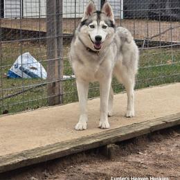 Bella - Blue Print Collar - Gray and white female Siberian Husky puppy in Tomahawk, Wisconsin from Lunter's Heaven Huskies
